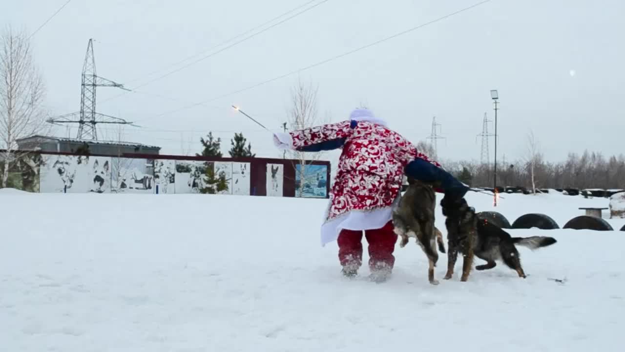 Собаки омск