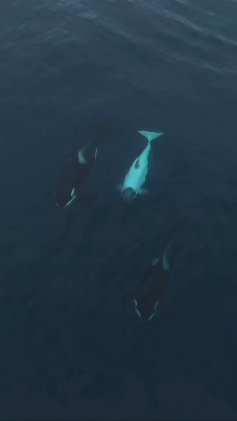 Бухта ольга камчатка киты. Киты на камчатке. Командорские острова киты. Млекопитающие командорского заповедника. Киты на камчатке.