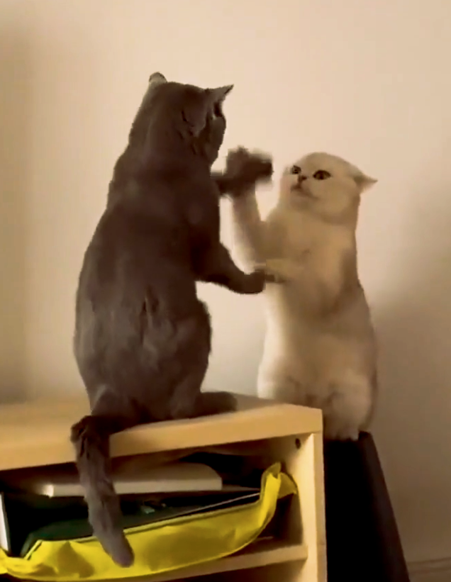 лучшие приколы ютуба. угарные видеоролики. видеоролики смешные и прикольные. смешные ролики про женщин. прикольные видеоролики.