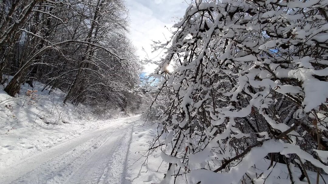 Зимой в лесу. Снежный лес. Зимний лес. Звуки зимнего леса слушать. Музыка звуки зимнего леса.