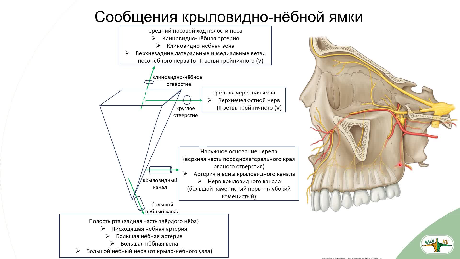 Крыловидно небная ямка