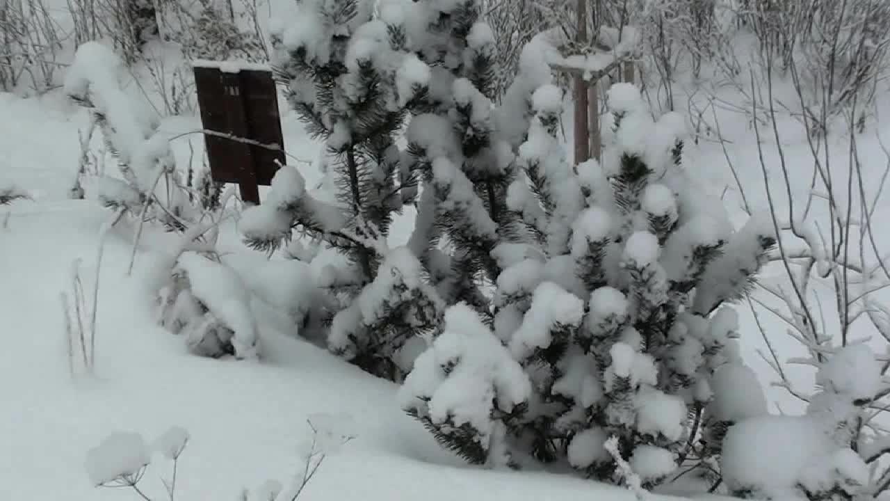 Соловьев утро сегодня