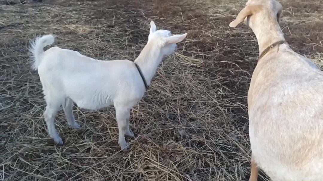 порода козы пегая гладкошерстная. козел с длинной шерстью. козёл с цветами. кличка козленка. мой козленок.