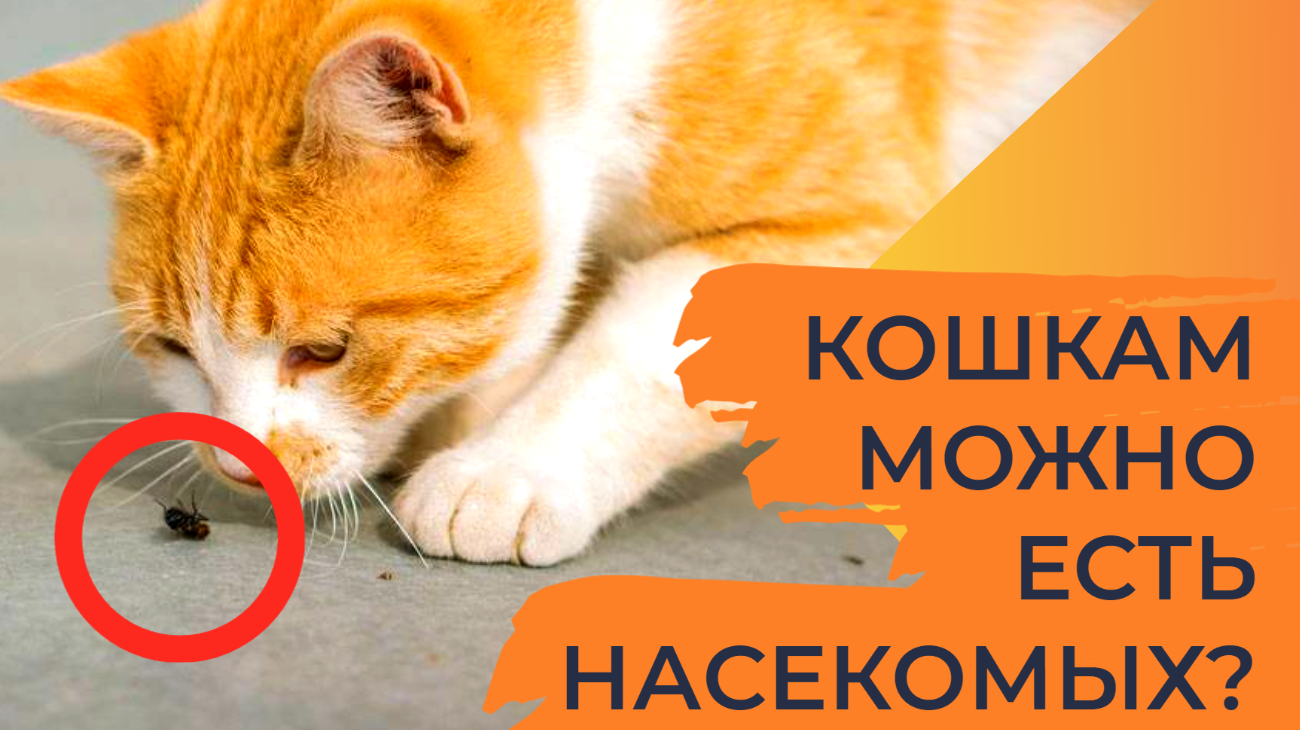 Но шпа коту дозировка. Можно ли кошке дать ношпу в таблетках. Дротаверин детям дозировка. Но шпа для собак. Можно ли кошке дать ношпу в таблетках.