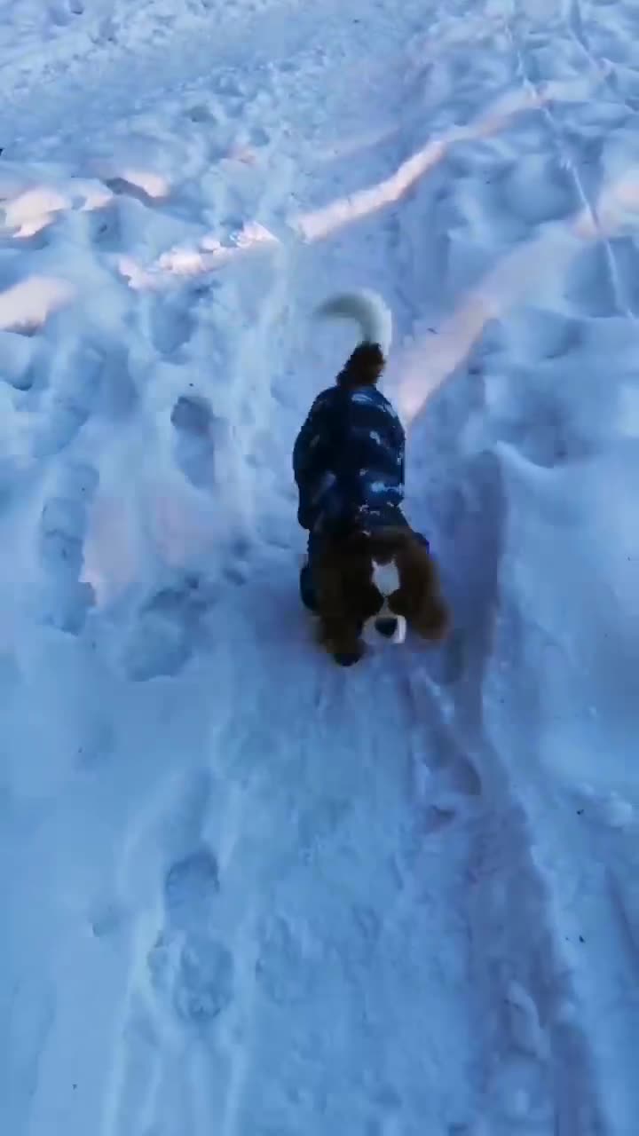 убежище из снега. чисто белый снег. снится много снега белого чистого сугробы. сугробы в сибири. снится много снега белого чистого сугробы.