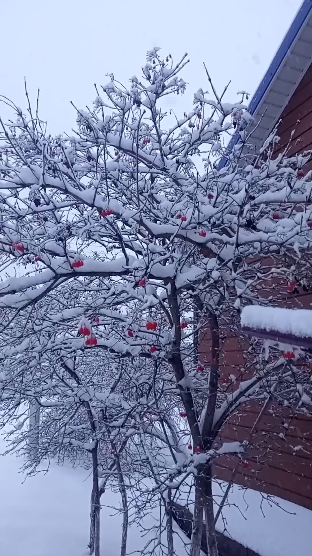 Украшают природу