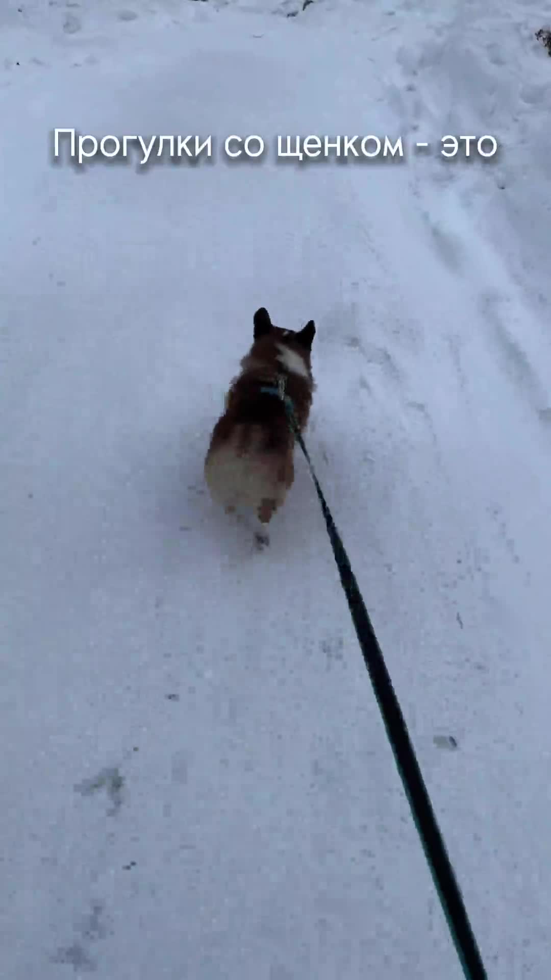 ревакцинация щенков после второй прививки. как делать прививку щенку в 2 месяца. какая прививка ставится щенку в 2 месяца. гулять со щенком после прививки. календарь прививок для собак средних пород собак.