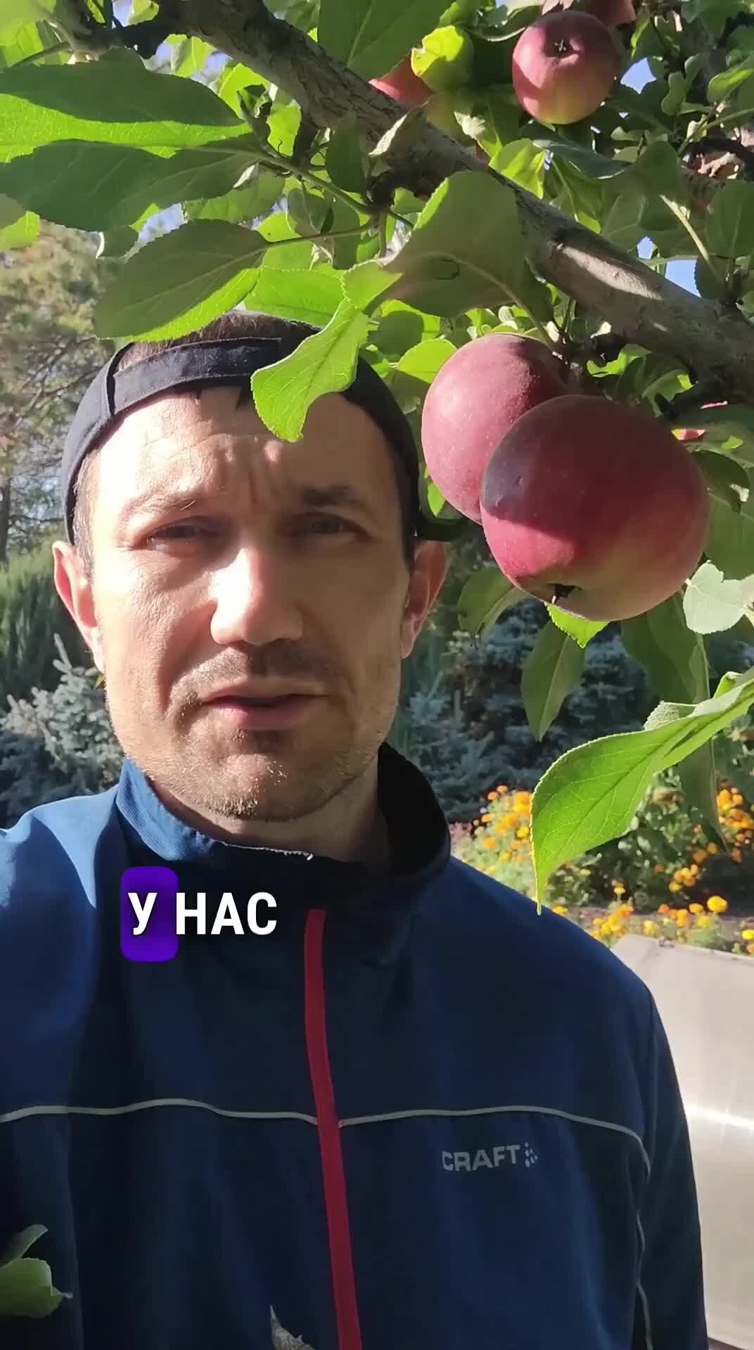 НПО «Сады России» — когда сад в удовольствие! | 🍎 Всем, кто в этом году  остался без яблок из за непогоды рекомендуем посмотреть наше свежее видео |  Дзен