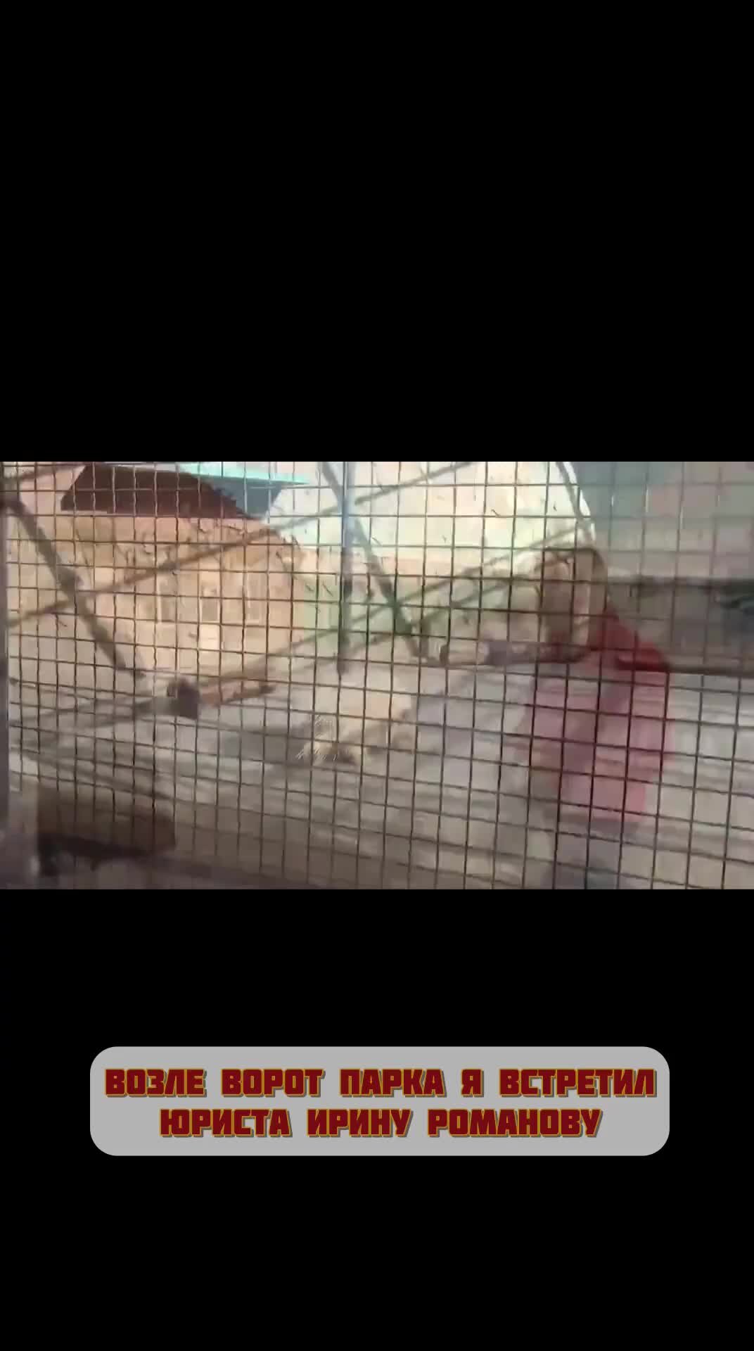 Парк тайган крым площадь. Ставрополь зимой лев в парке. Парк тайган про люсю. Белый лев ричард тайган. Парк тайган крым обезьянка люся.