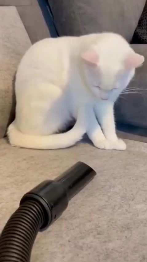 Cat being shooted kritterklub. Кошка против кошки видео. Кот боксер. Кошка против часов. Кошка против кошки видео.