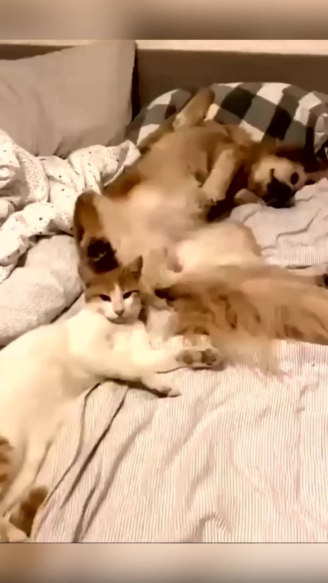 Team russia zoo артур. Team russia zoo ольга. тим раша видео с животными. катя team russia. Team russian tatyana dog.