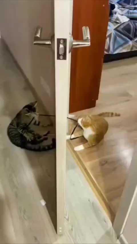 А ну ка давайка рыжуля. Оригами мордочка котенка. Как нарисовать кошку. Котик из бумаги. Оригами игрушка для кота.