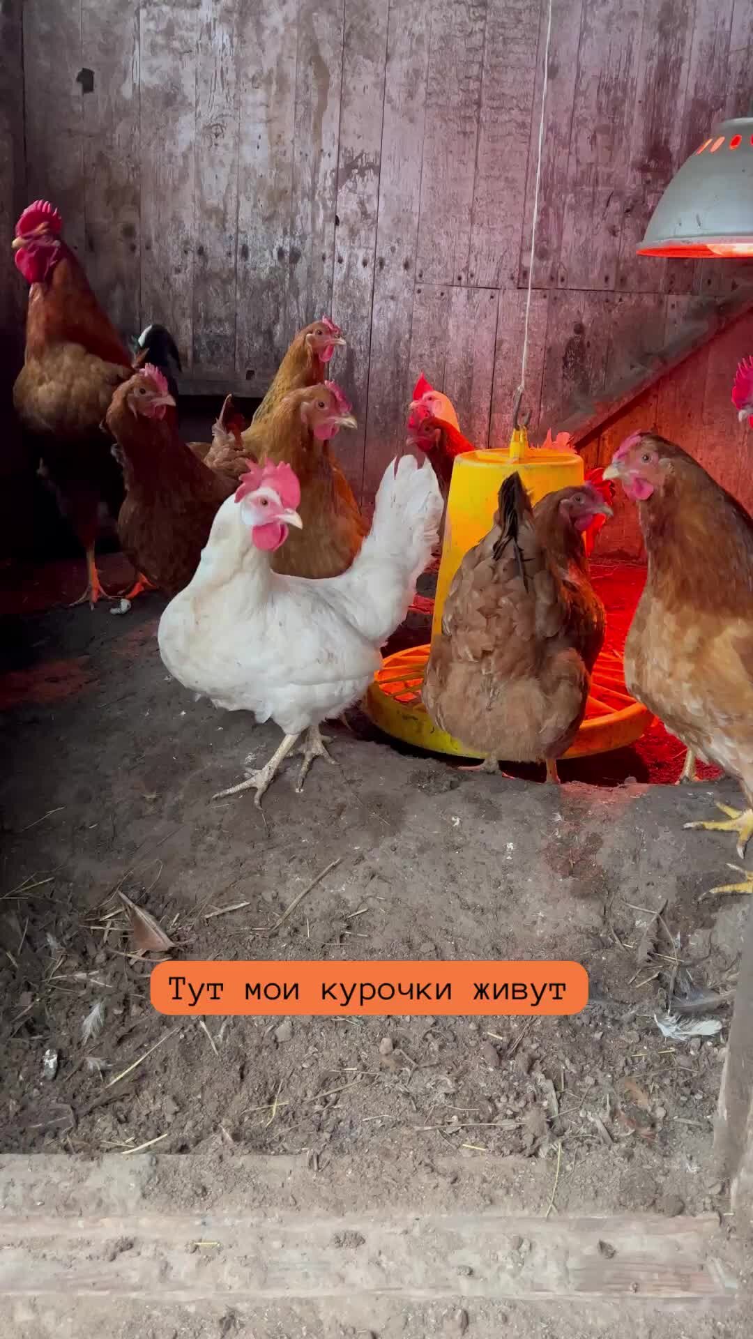 Марина Елагина | Курочка в гнезде, хозяева с яйцами #деревня #курица # ...