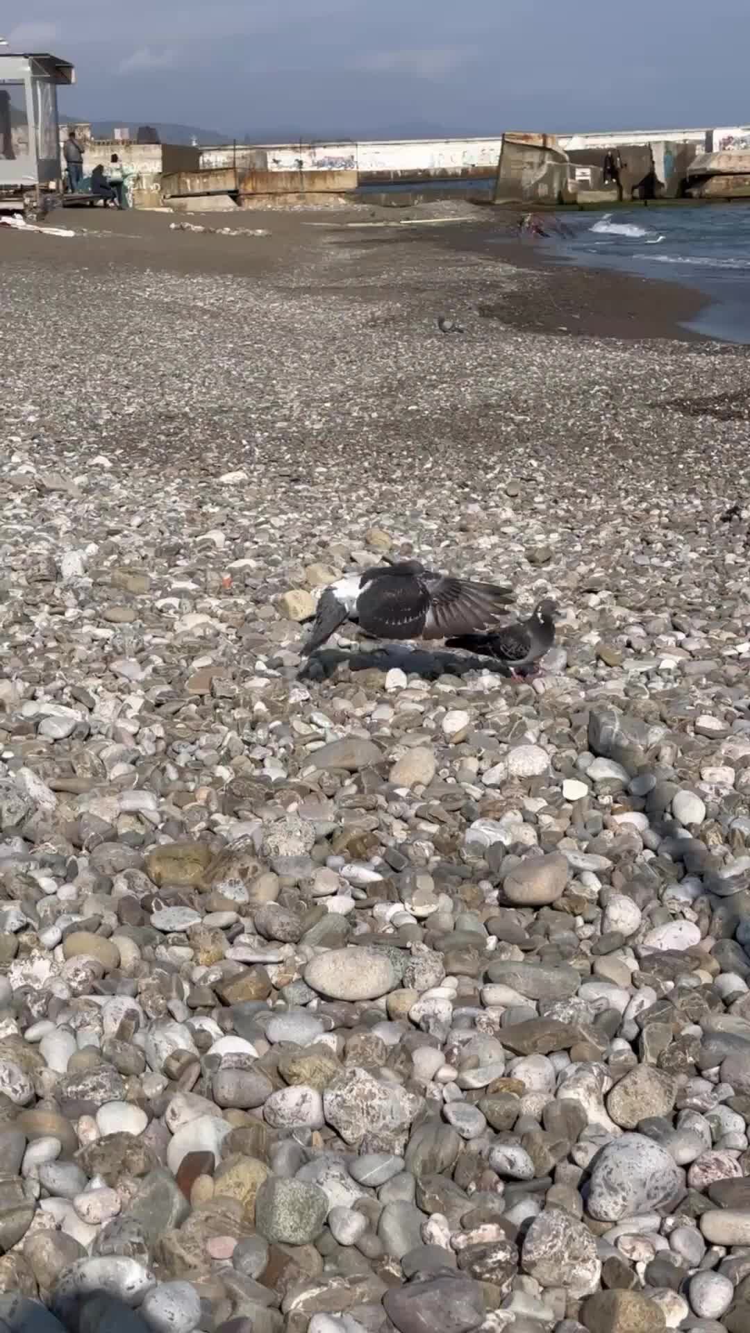 Температура в алуште. Крым море галечный пляж. Погода в алуште вода в море. Погода в алуште сегодня. Погода в алуште вода в море.