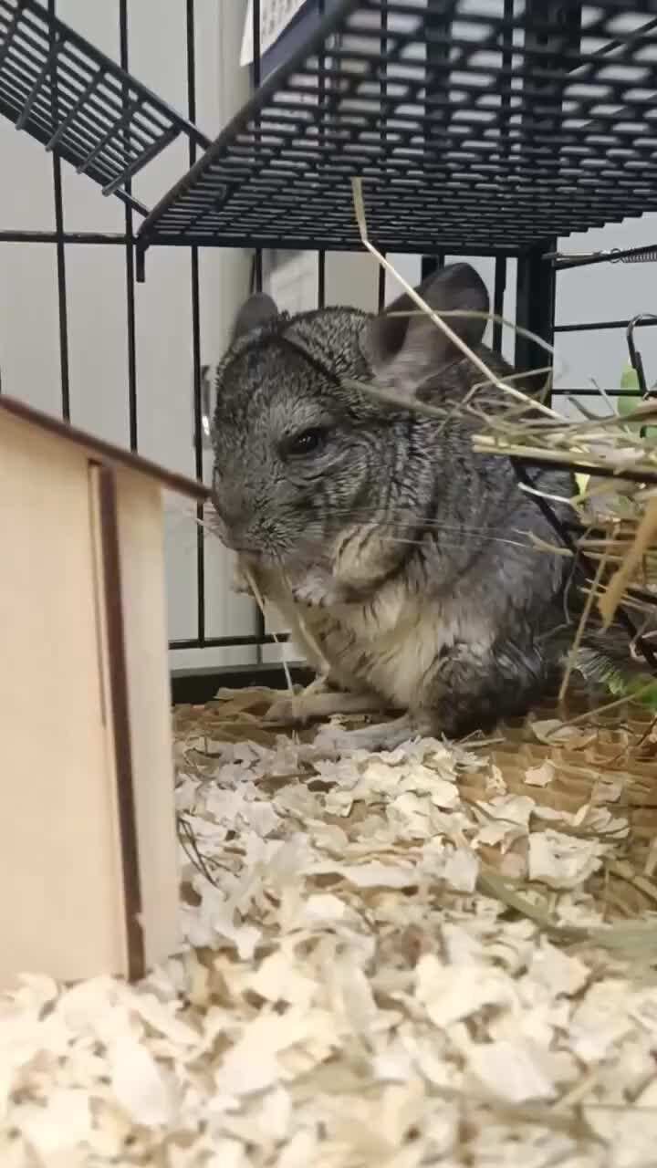 МГУТУ имени К.Г. Разумовского (Первый казачий университет) | Шиншилла ...