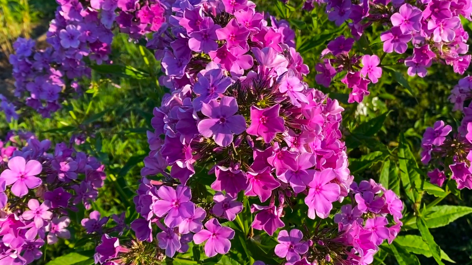 Она воин хотя выглядит как цветок. Воинственная женщина. Девушка свет арт. Амазонка-воительница. Она воин хотя выглядит как цветок.