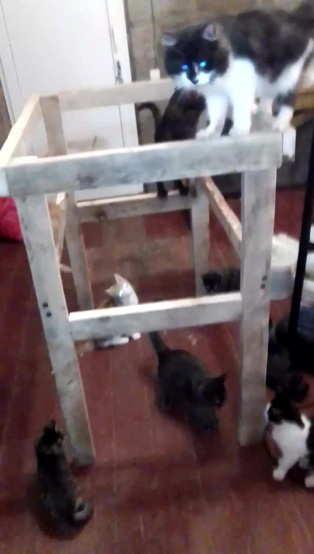 Советы по примирению кошек и собак