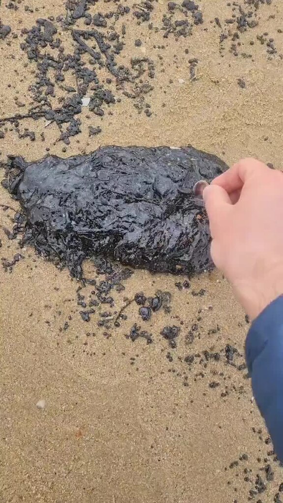 "Силы есть, значит надо помогать": волонтеры из Коми поехали спасать пляжи и пти