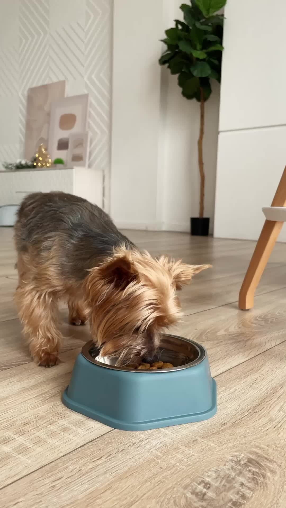 скороговорки про жабу. жаба ждет раздув живот жук. жаба ждет раздув живот скороговорка. жаба ловит мух. ядовитая жаба ага.