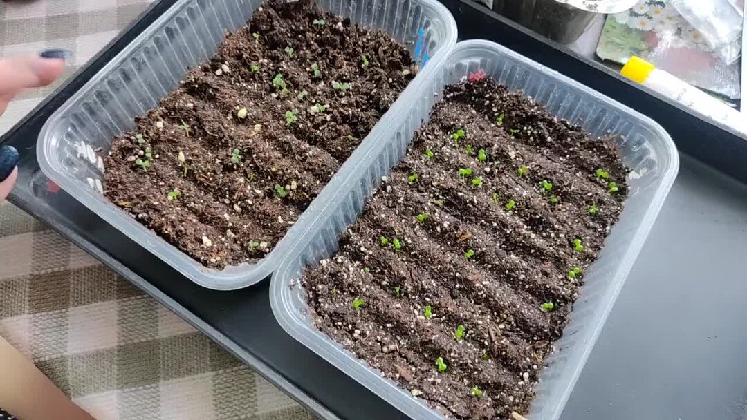 Гелиотроп белый. Гелиотроп. Однолетник гелиотроп. Гелиотроп цветок морской бриз. Гелиотроп marine древовидный.