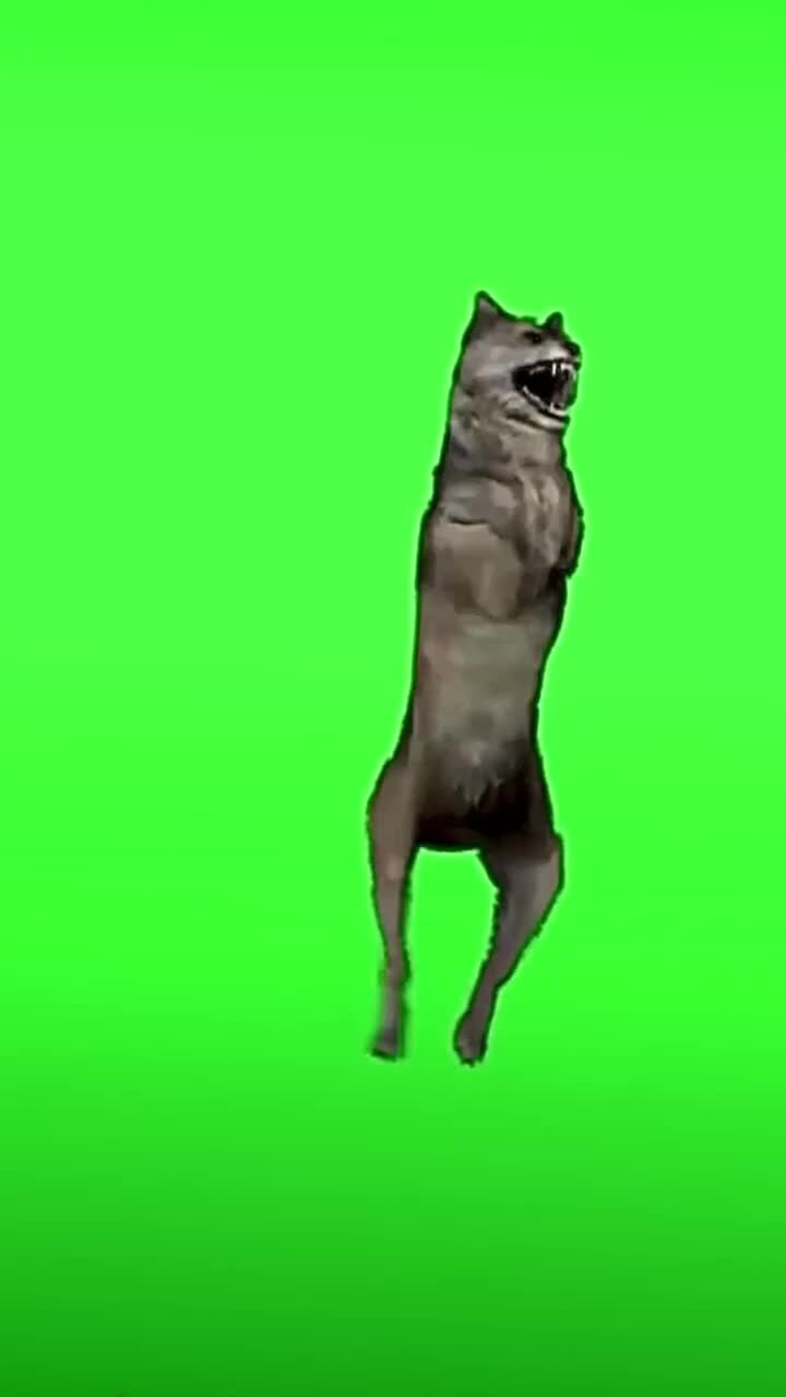 гиф ихвильнихт танец волка. волк танцует ихвильнихт мем. пикник "танец волка". мем танцующий волк ихвил нихт. танцующие волки.