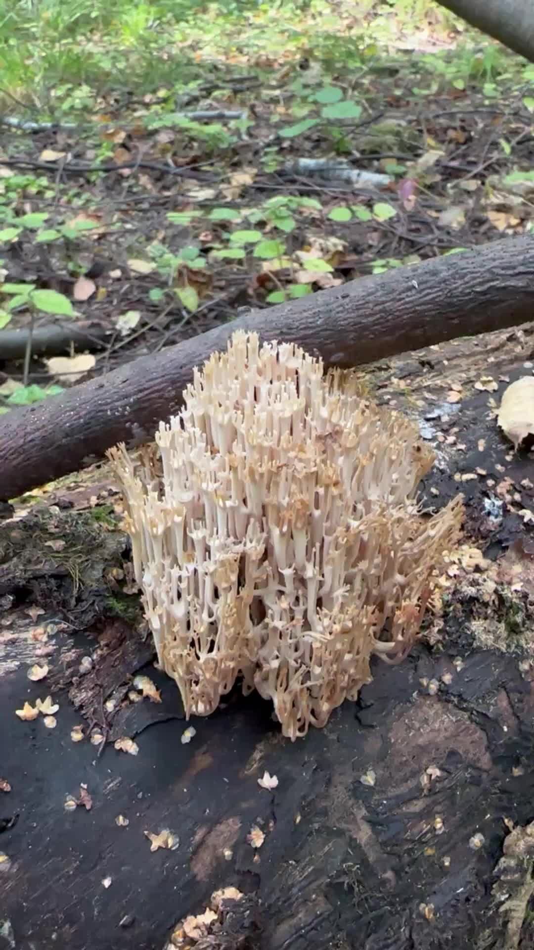 Старуха изергиль сердце данко. Виолончель. А лес все пел свою мрачную песню. Стих фета ель рукавом. Открытая и закрытая структура сложносочиненного предложения.