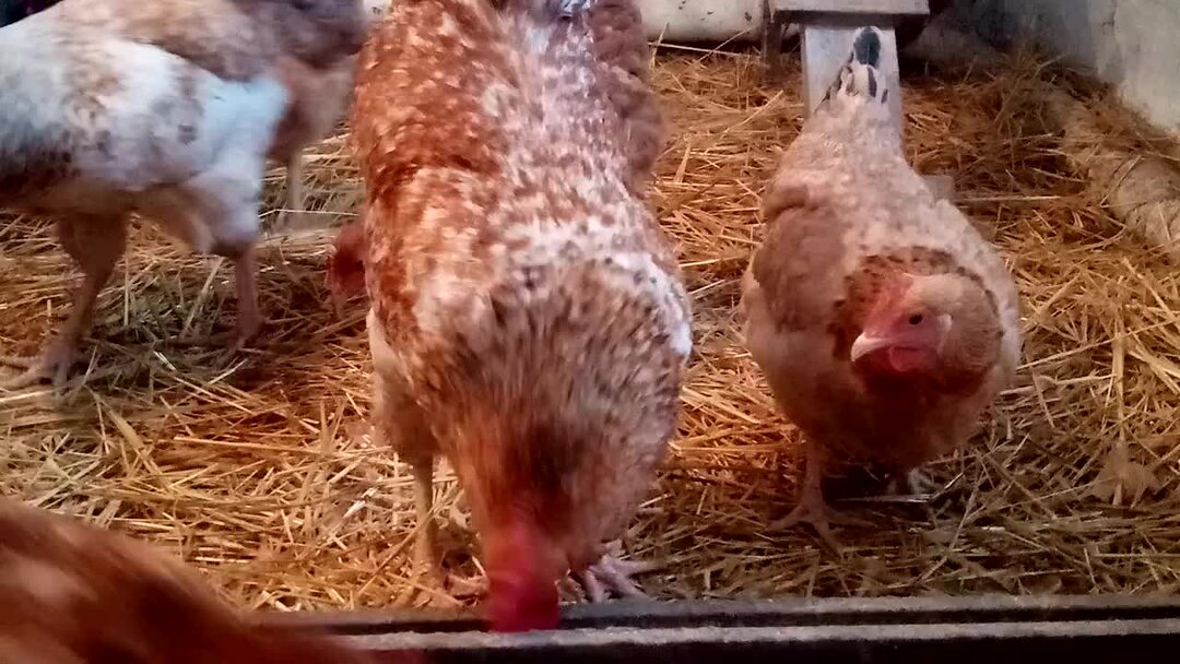 курица прикол. котики и курицы. кот петух и лиса иллюстрации. кот петух видео. кот петух видео.