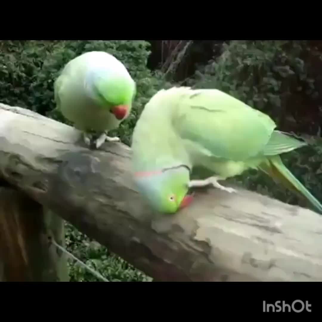 Попугай на плече. Как научить попугая разговаривать. Когда разговариваешь с попугаем он. Когда разговариваешь с попугаем он. Когда разговариваешь с попугаем он.