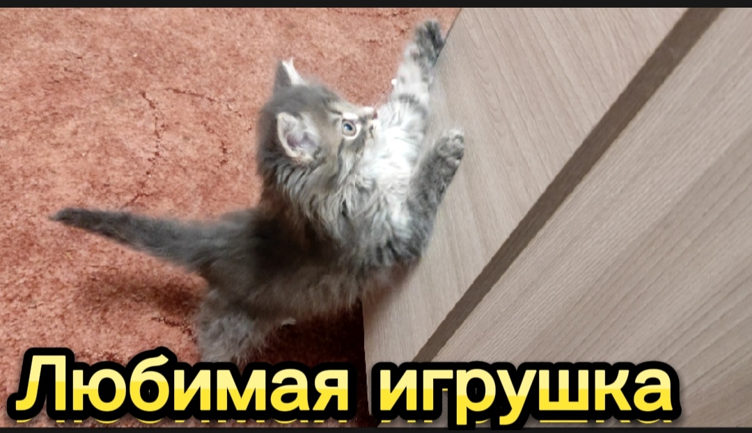 про котиков я люблю. про котиков я люблю. стикеры для любимой. котики. кошки.