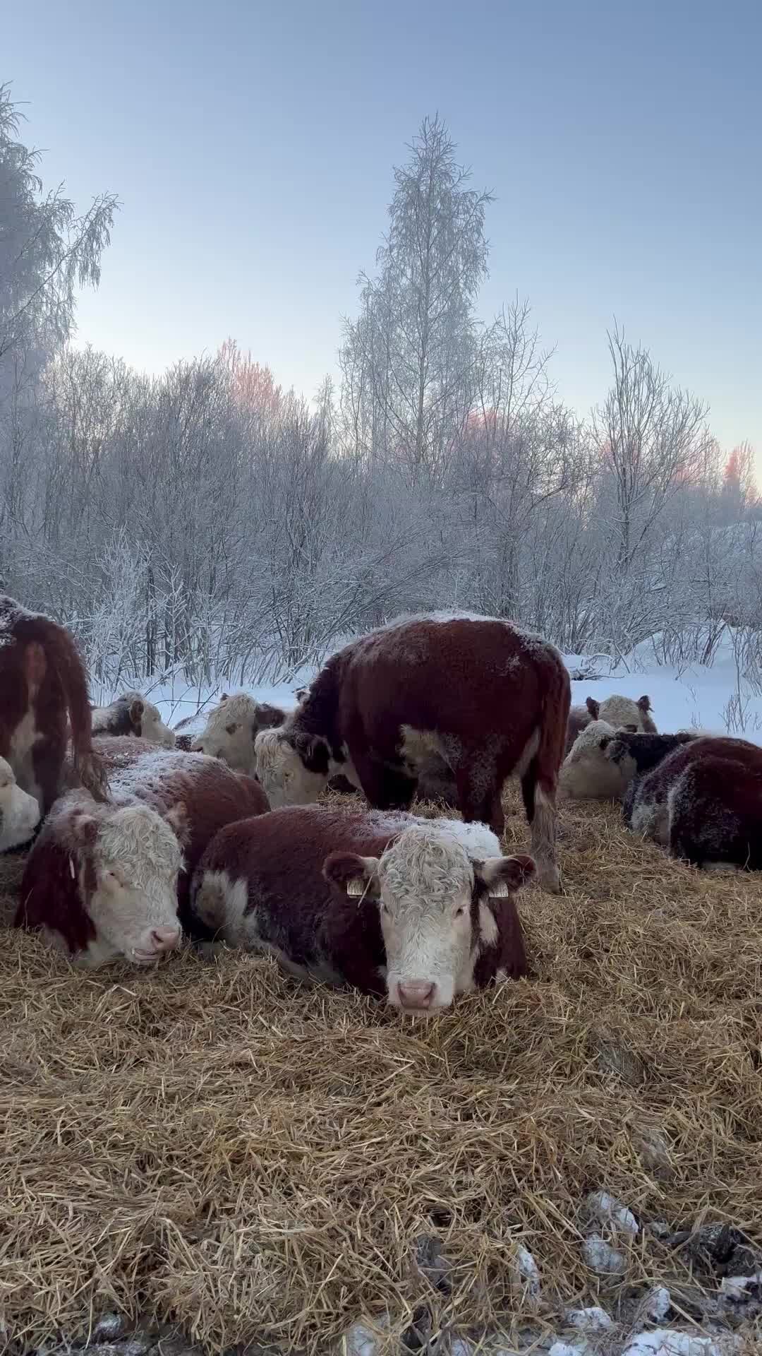 Крестьянское фермерское хозяйство и партнерства