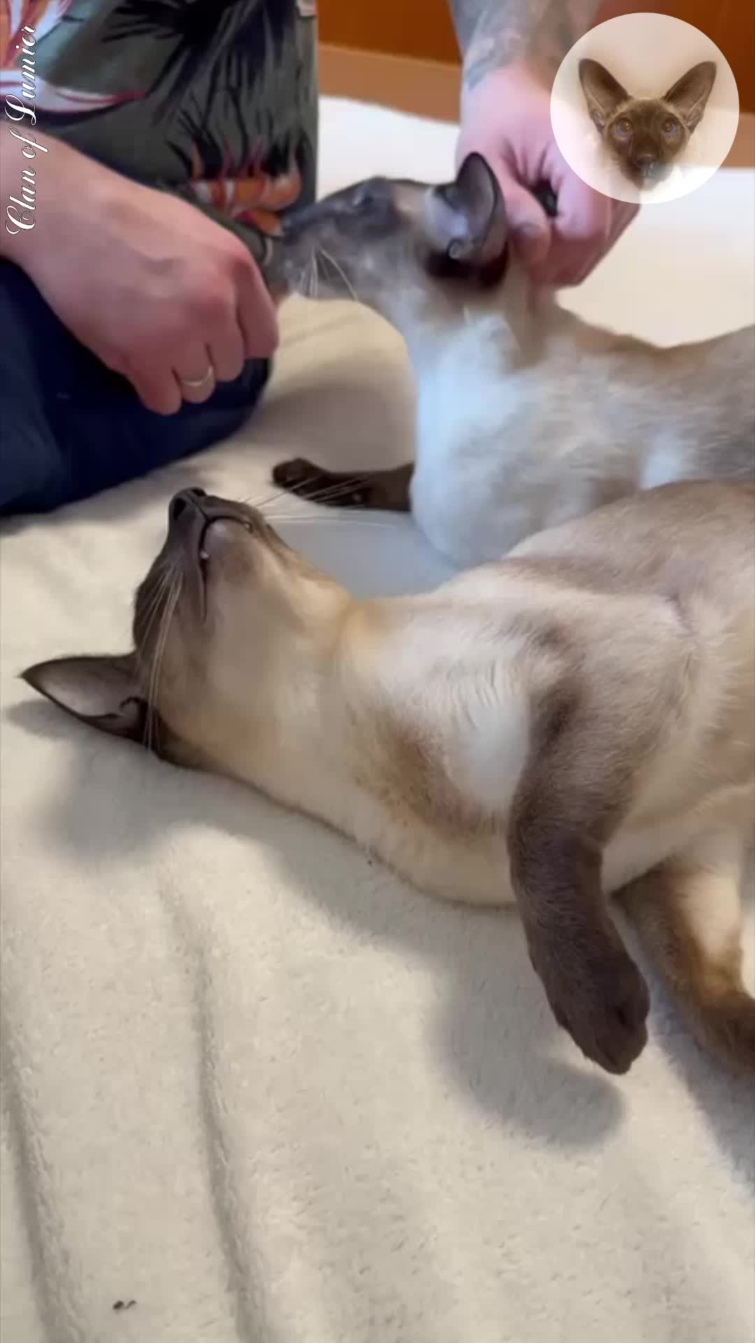 Наруто клан учиха. Лан. Полный клан. Полный клан. Kkk клан.