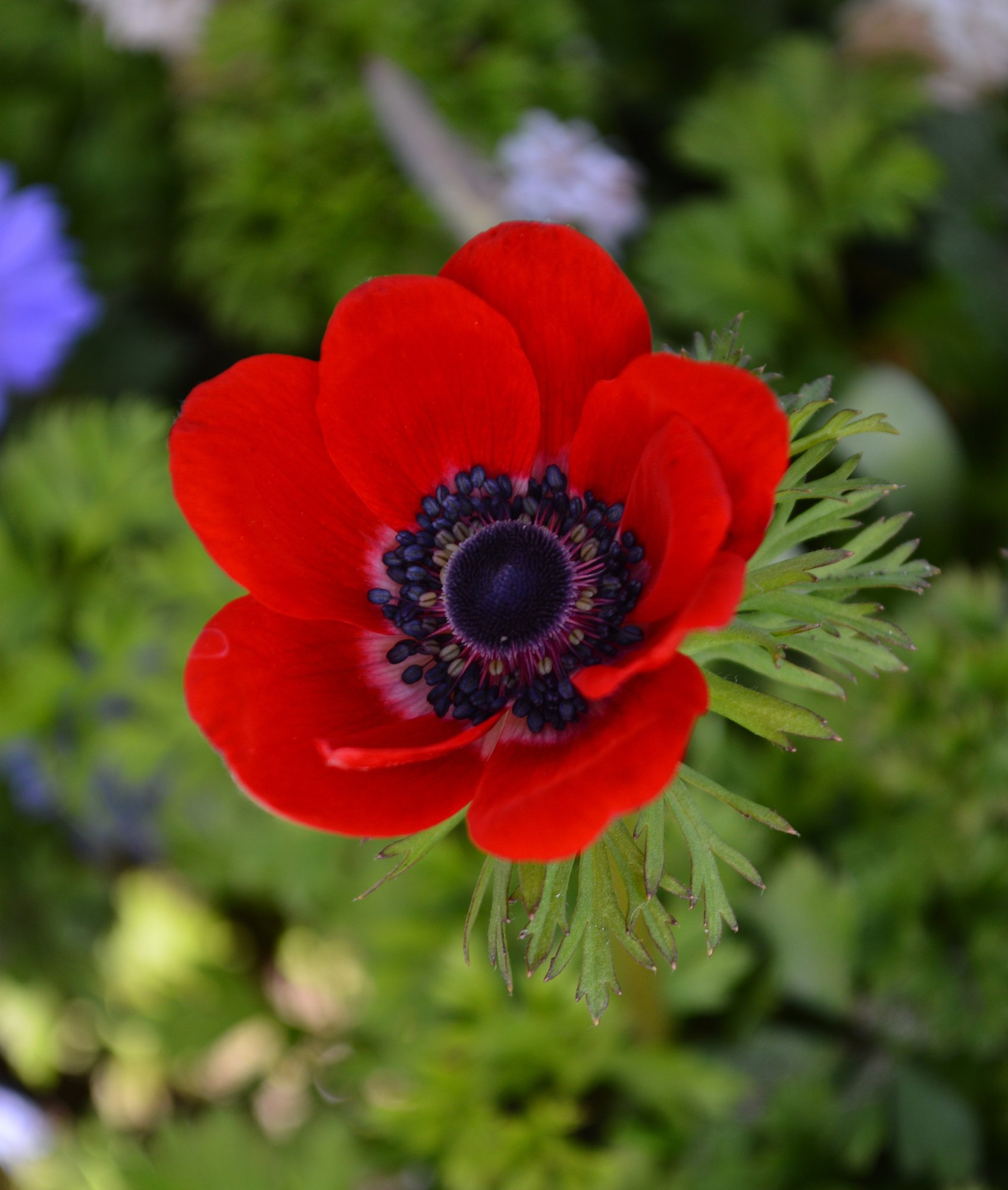 Anemone. Анемона ветреница. Анемона корончатая (Anemone coronaria). Анемон, ветреница (Anemone). Ветреница корончатая.