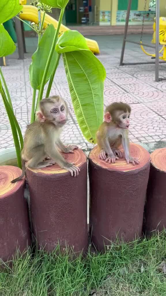 Coldplay adventure of a lifetime. Песня про обезьян. Песня про обезьян. Обезьяна пляшет. Обезьяна пляшет.