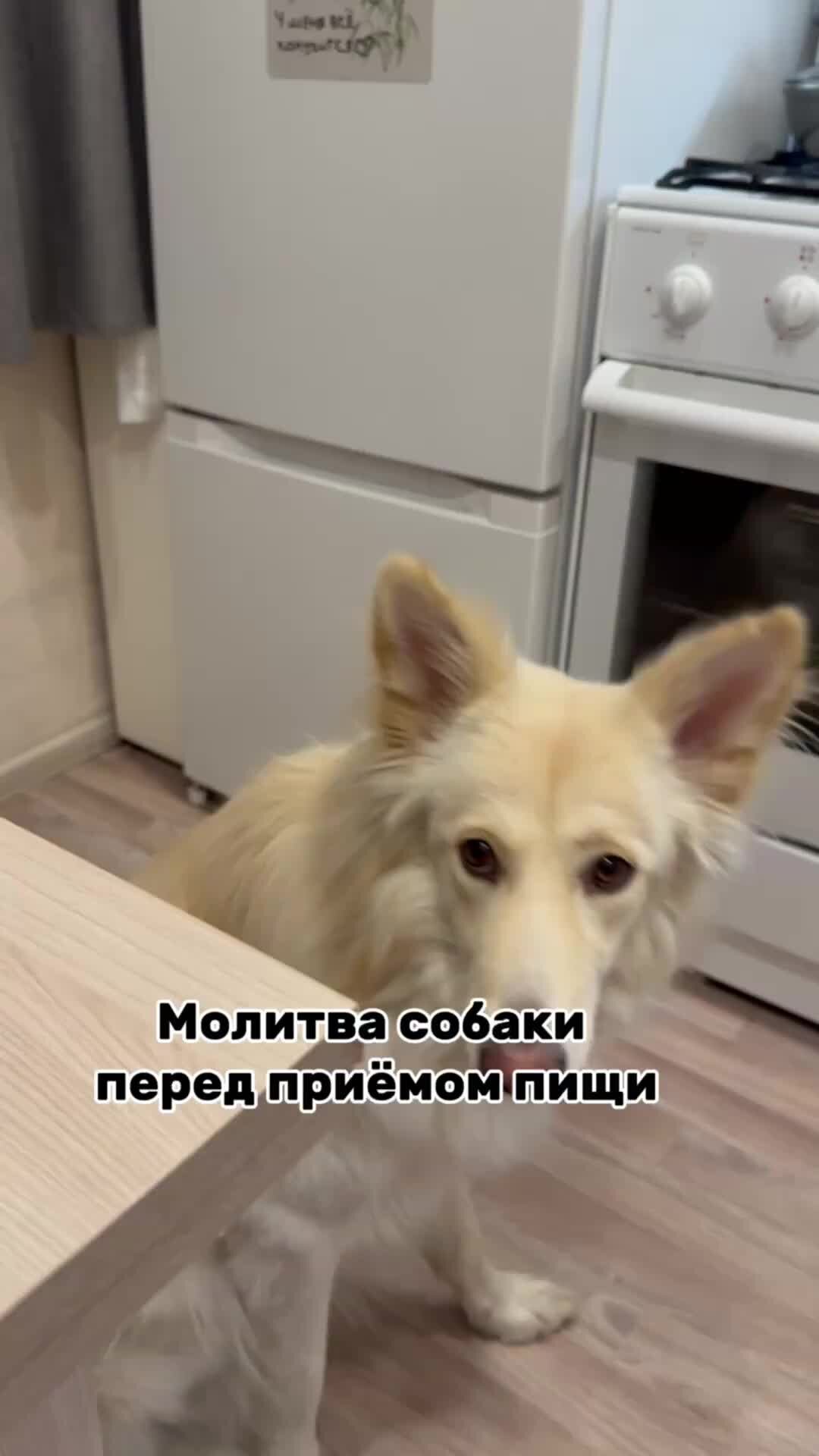 Песня пес