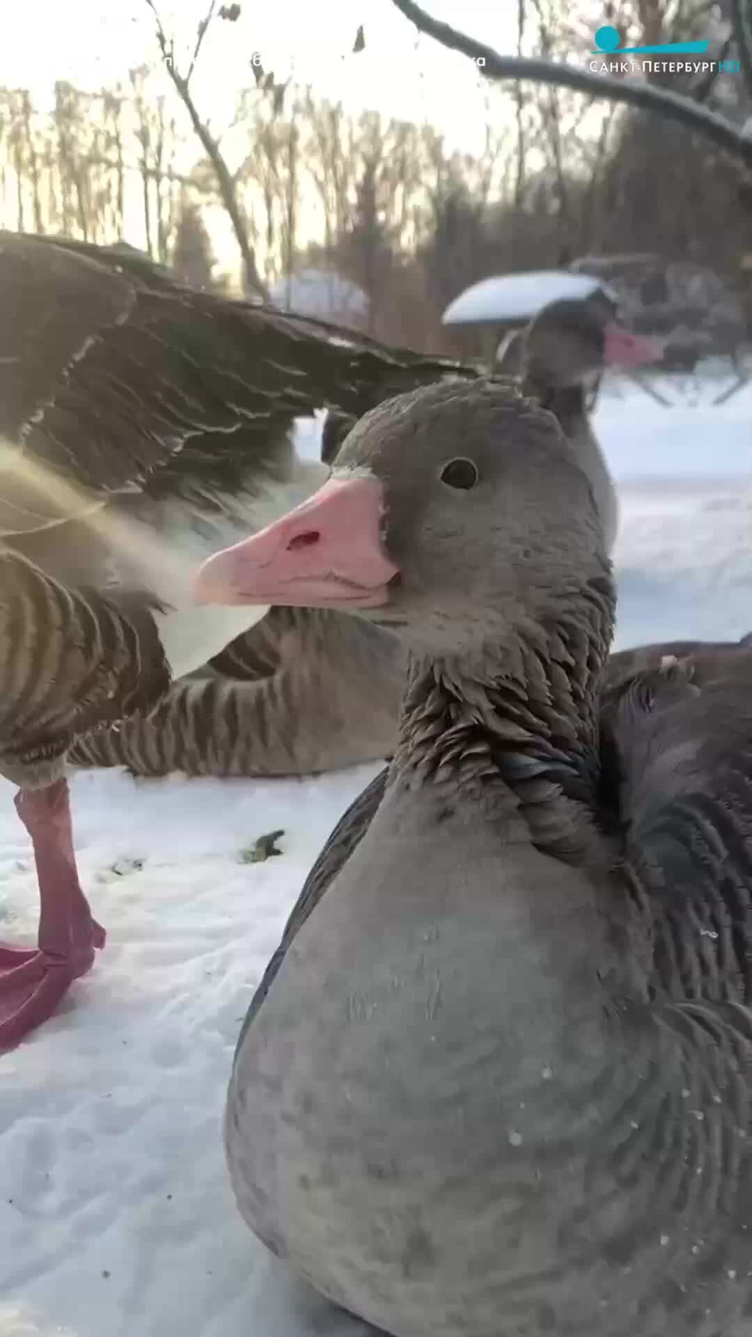 Пасть гуся