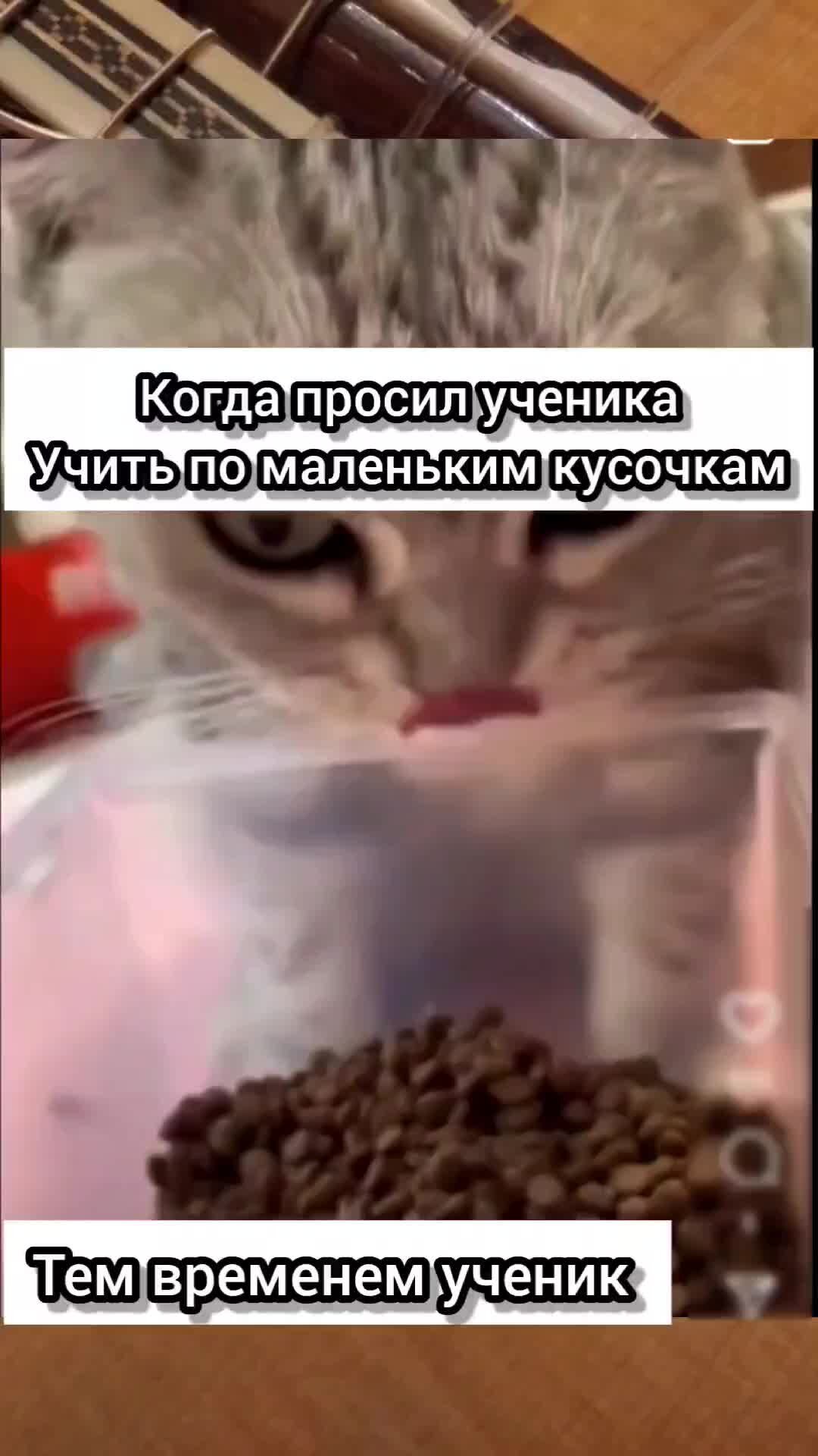 Уроки гитары онлайн | #кот #коты #еда | Дзен