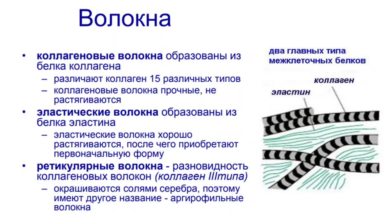 Строение коллагеновой фибриллы. Коллагеновые волокна соединительной ткани. Характеристики коллагенового волокна. Уровни структурной организации коллагена. Коллагеновые волокна функции.