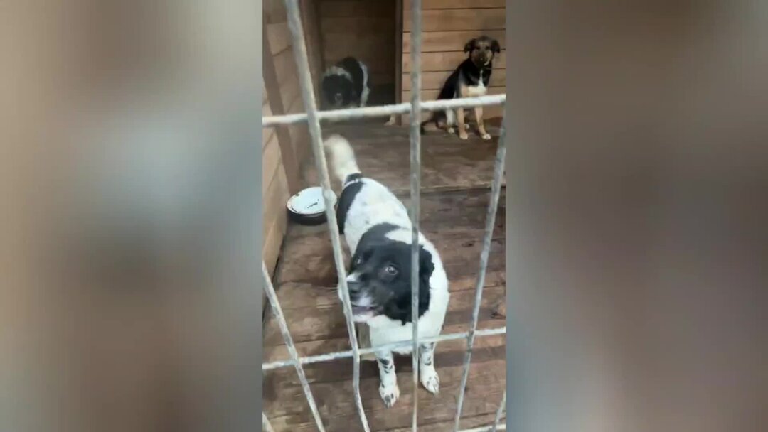 Хвостатое счастье дзен баня Хвостатое счастье дзен баня