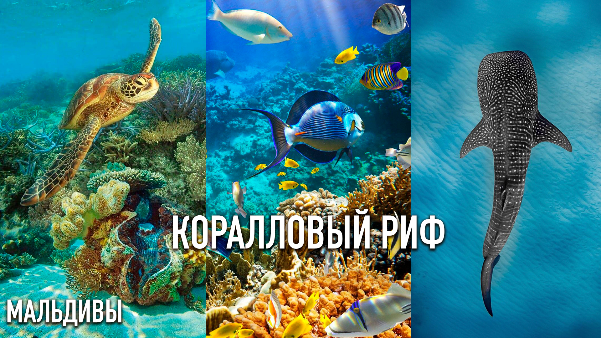 МАЛЬДИВЫ – ПОДВОДНЫЙ МИР 🐢🐠 Черепахи, Дельфины, Китовая Акула, Осьминог, Скаты и Коралловый Риф