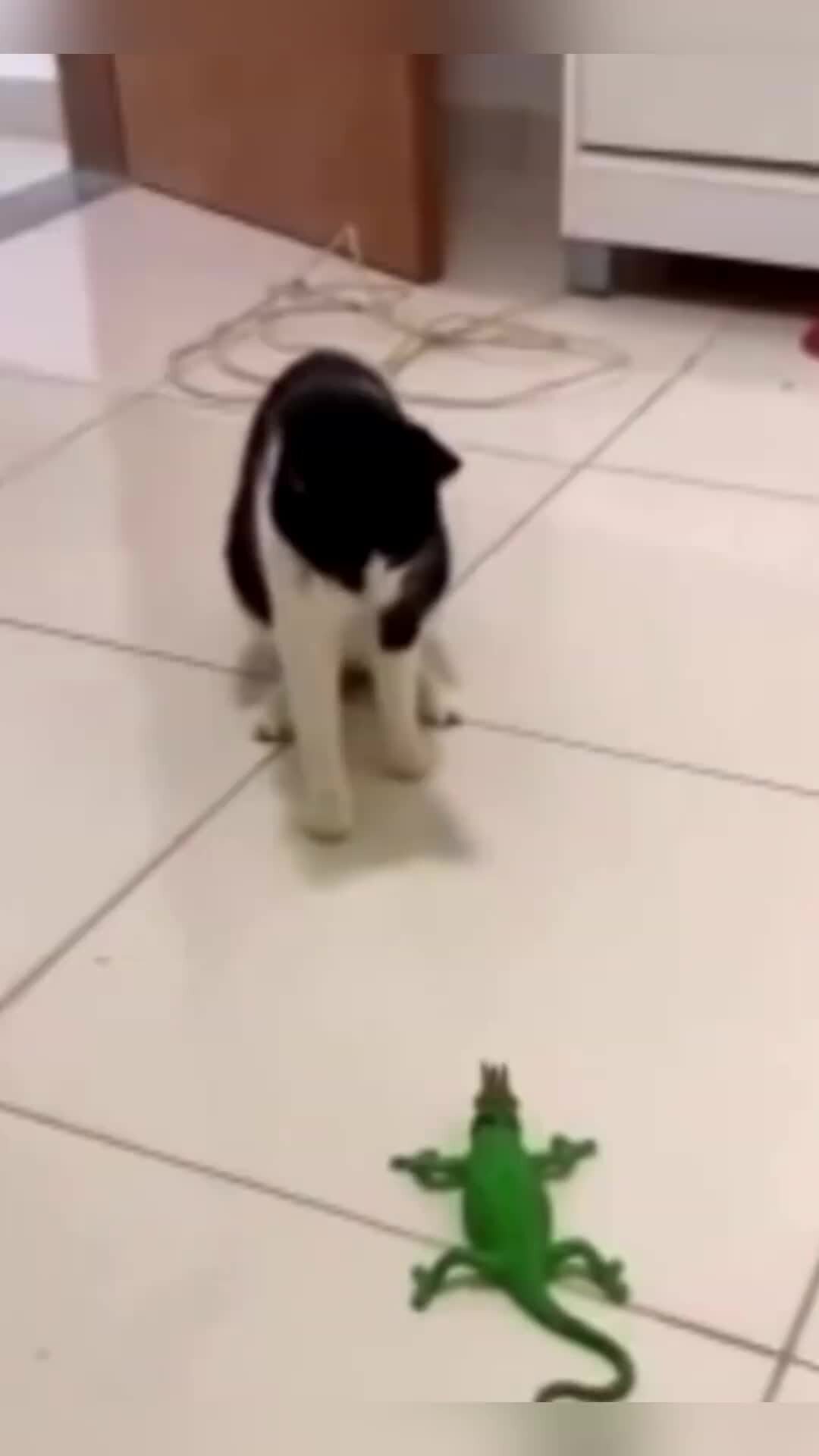 смешные видеоролики про животных. кот дзен. смешные лемуры. смешные позы обезьян. лемур медитирует.