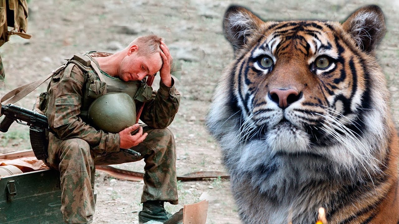 Раненый тигр. Тигр солдат. Боевой тигр. Тигр в военной форме.