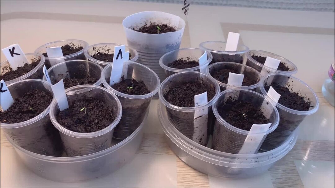 Тмз 5. 1. 010. Декларация на арматуру. 01 2024 0 00 00.