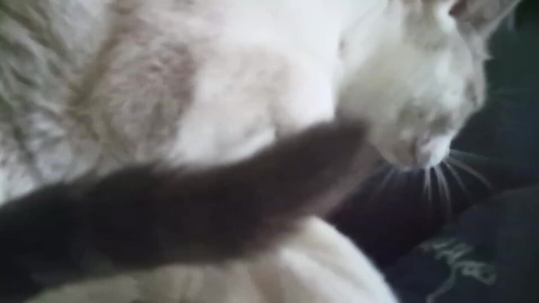 Кот топчется. Кот топчет лапами. Котик топчет лапками одеяло. Кот топчет лапами одеяло. Кошка топчется.