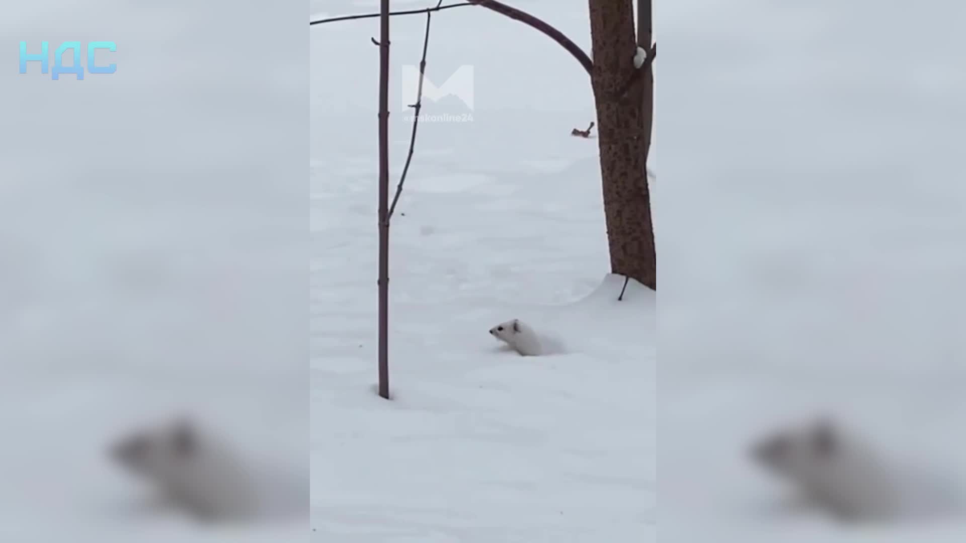 Самое опасное существо на планете мем. Опасные твари. Мадагаскарская сколопендра. Опасные твари. Опасные твари.