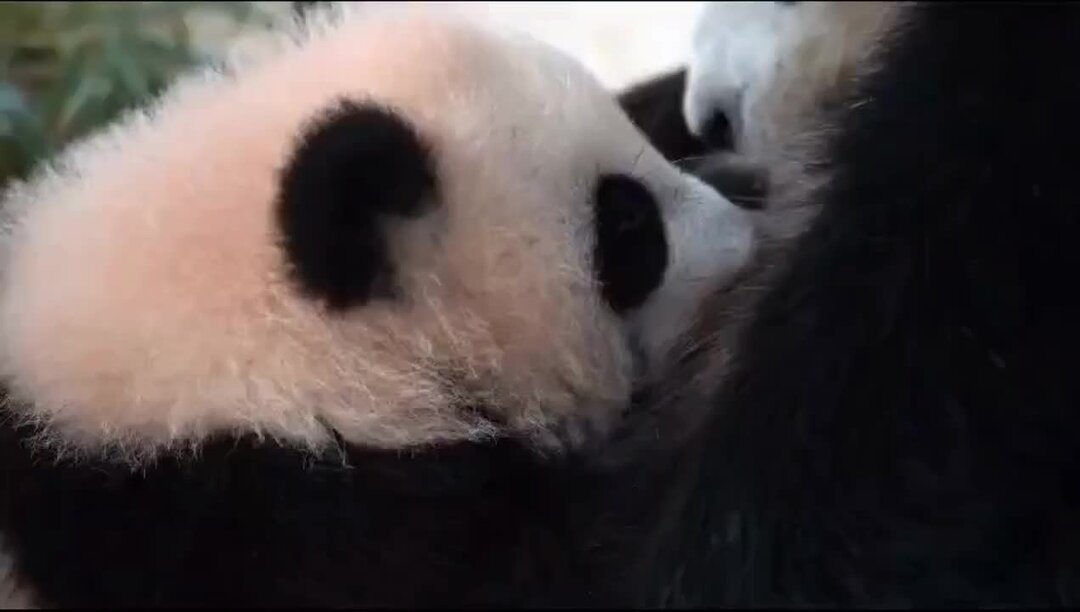 Панда катюша новое видео. Панда Катюша. Панда катюа. Пандочка Катюша.