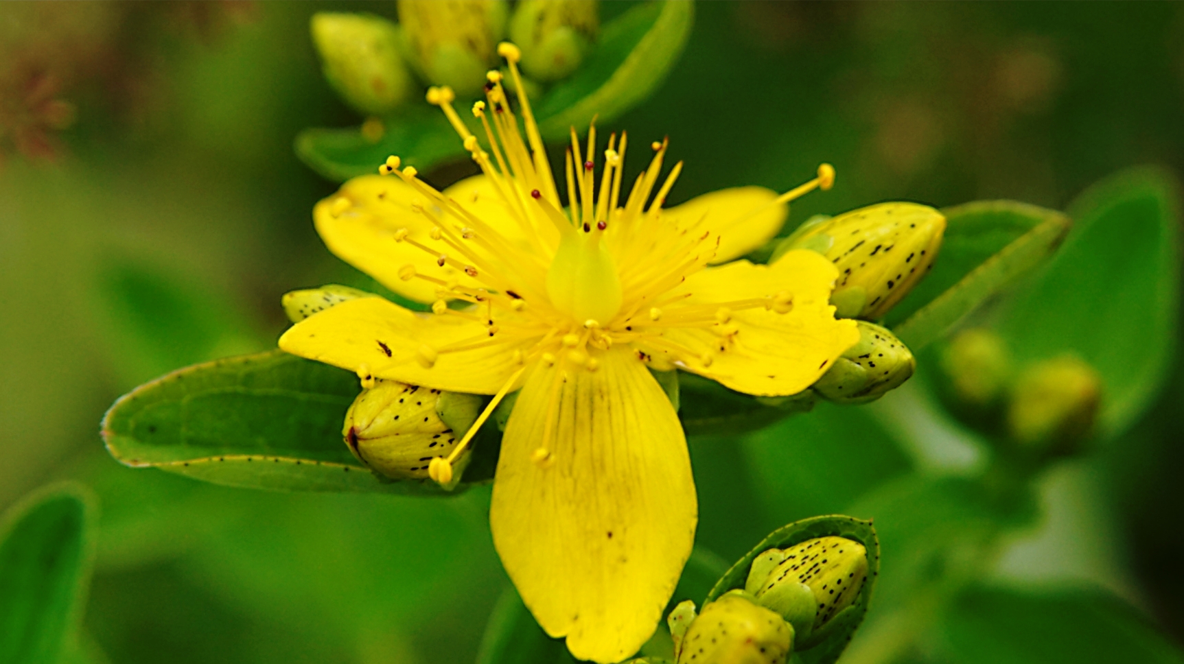 Зверобой безымянный. Hypericum maculatum. Hypericum Coris. Зверобой пятнистый. Hypericum х hidcoteense 'Radiance'.