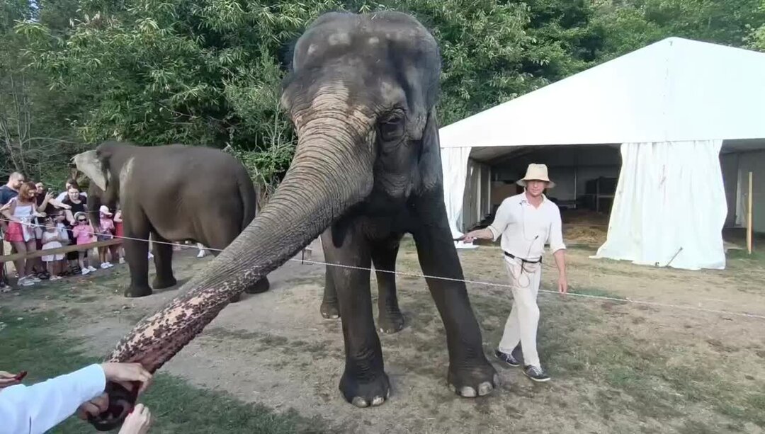 Сафари парк бали. Слоновий парк бали. Сафари парк ахштырь. Слоны в сочи. Слоны в сочи.