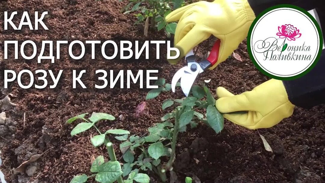 Как сохранить уличную розу зимой