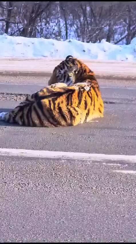 Леса хабаровского края. Комсомольск на амуре ркеи. Главный город хабаровского края. Почему хабаровский край. Природа хабаровского края.