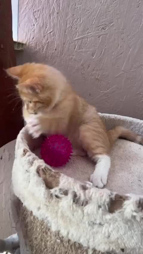 приют лохматая душа адрес. лохматая душа приют. защитники животных бурятии. луганский приют помоги другу. благотворительная акция для животных приюта.